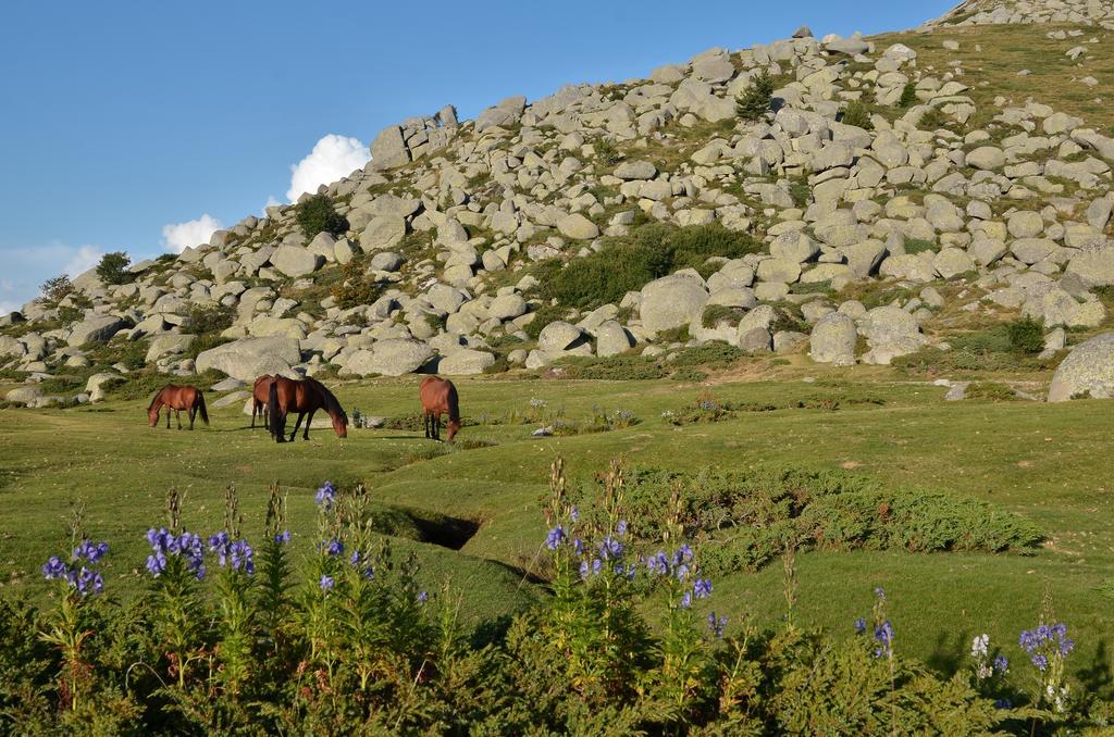 Gite Du Chalet Pietri Olivese ภายนอก รูปภาพ